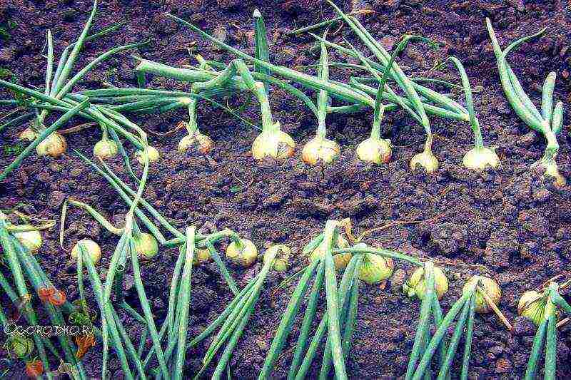 the best varieties of winter onions