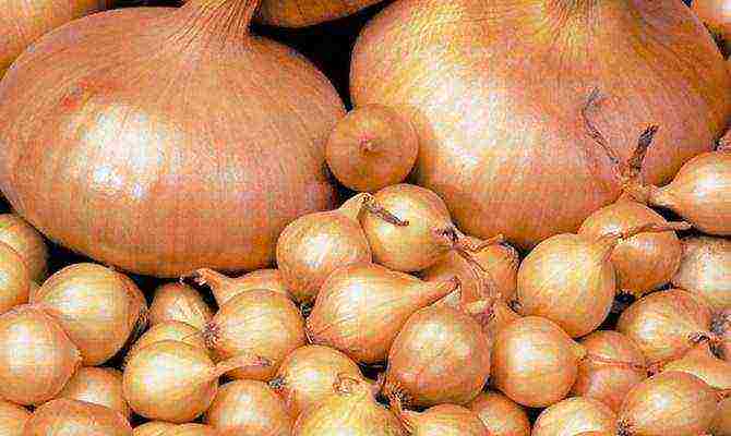 the best varieties of winter onions