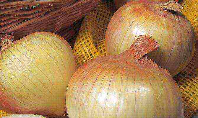 the best varieties of winter onions
