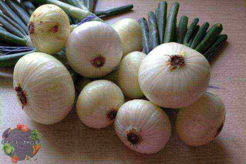 the best varieties of winter onions