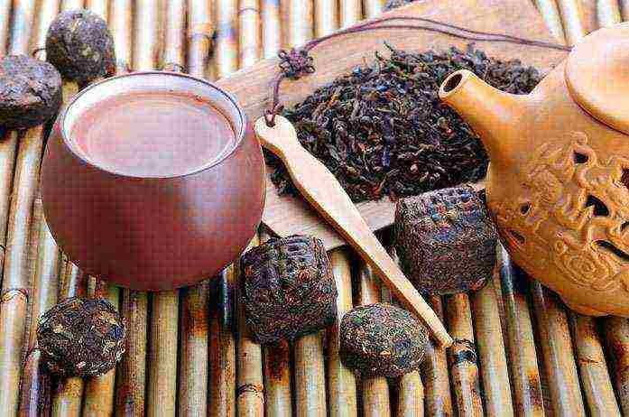 the best varieties of pu-erh