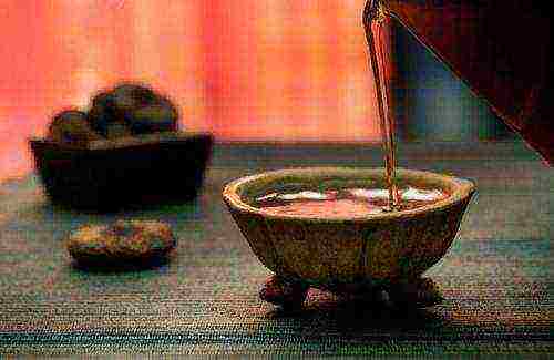 the best varieties of pu-erh