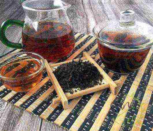 the best varieties of pu-erh