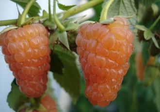 the best varieties of early raspberries