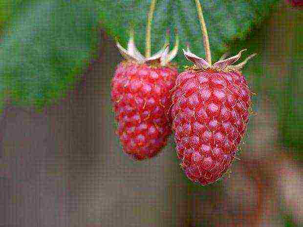 the best varieties of early raspberries