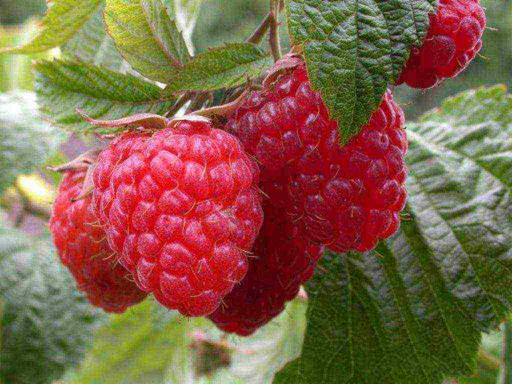 the best varieties of early raspberries