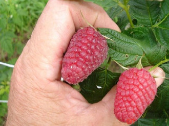 the best varieties of early raspberries