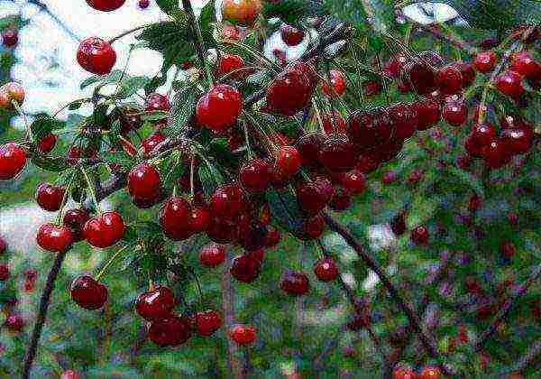 the best varieties of early cherries