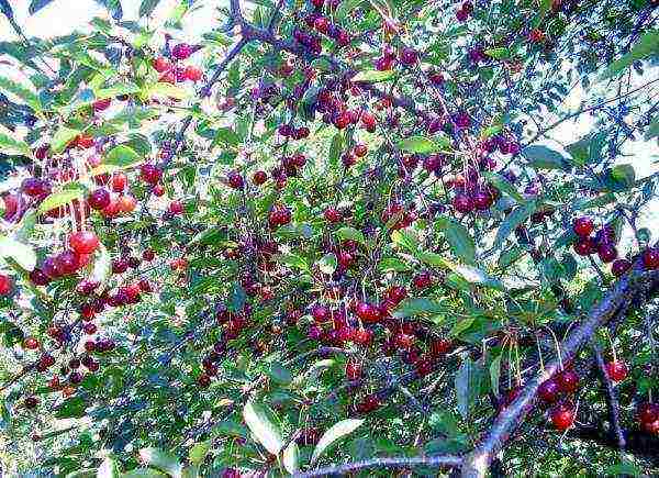 the best varieties of early cherries