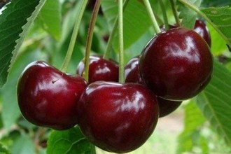 the best varieties of early cherries