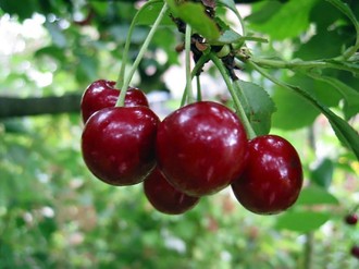 the best varieties of early cherries