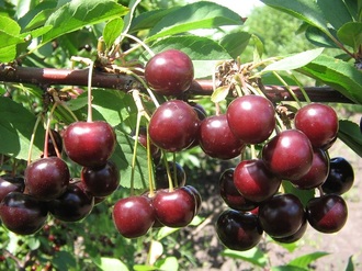 the best varieties of early cherries