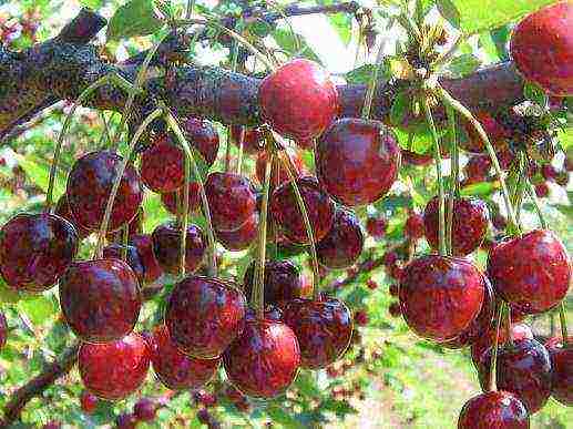 the best varieties of early cherries