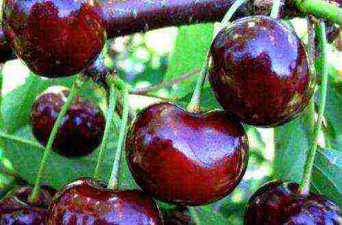 the best varieties of early cherries