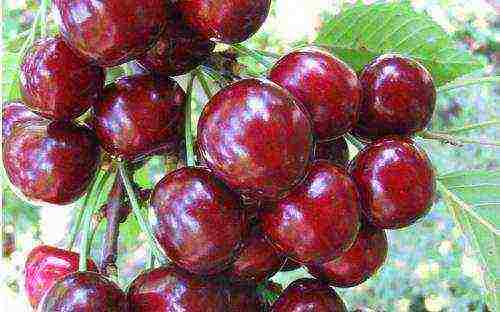 the best varieties of early cherries