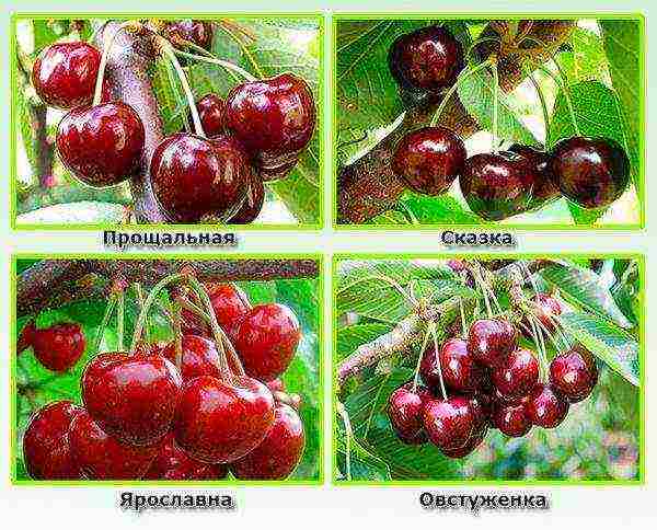 the best varieties of early cherries