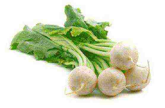 the best varieties of turnips