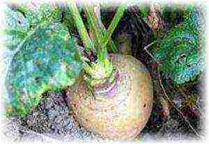 the best varieties of turnips