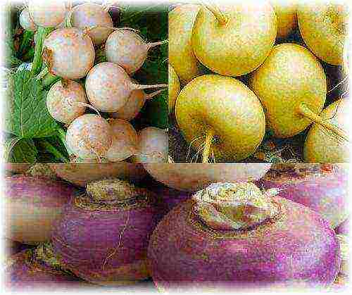 the best varieties of turnips