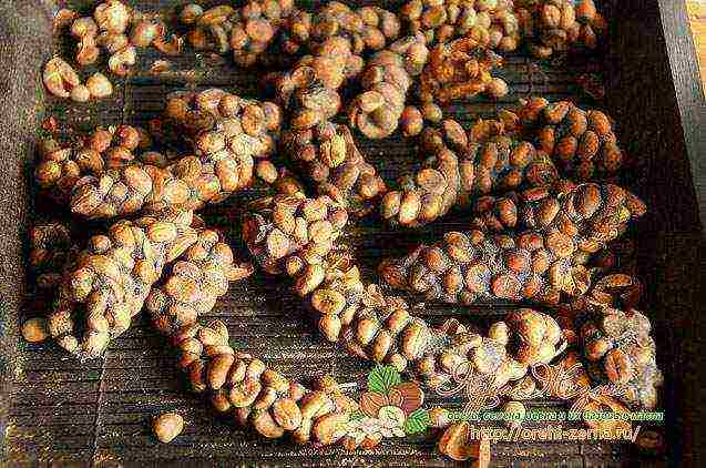 the best varieties of robusta