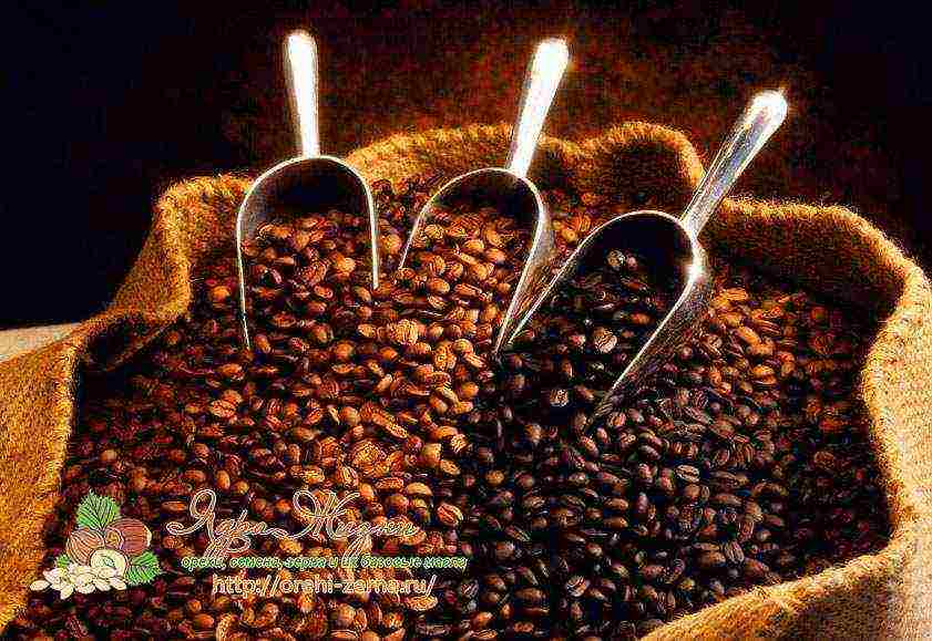 the best varieties of robusta