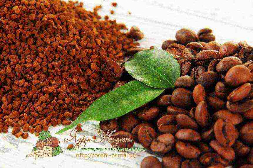 the best varieties of robusta