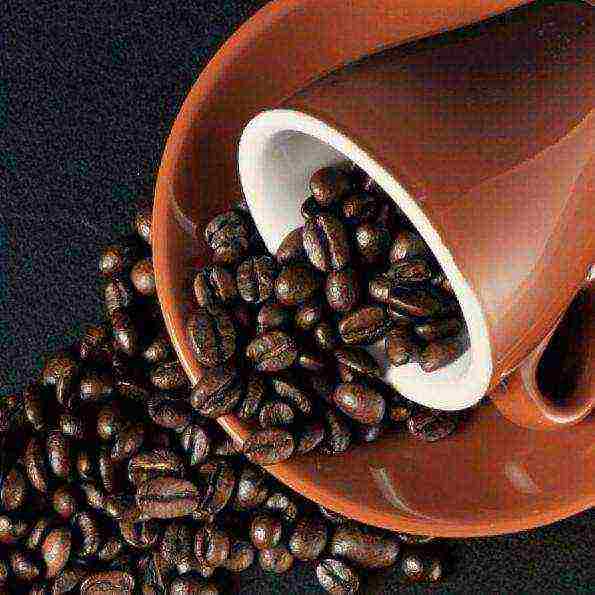 the best varieties of robusta