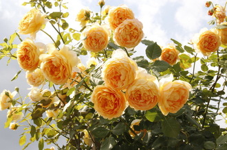 the best varieties of ostinka roses