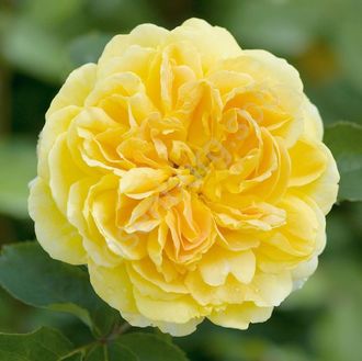 the best varieties of ostinka roses