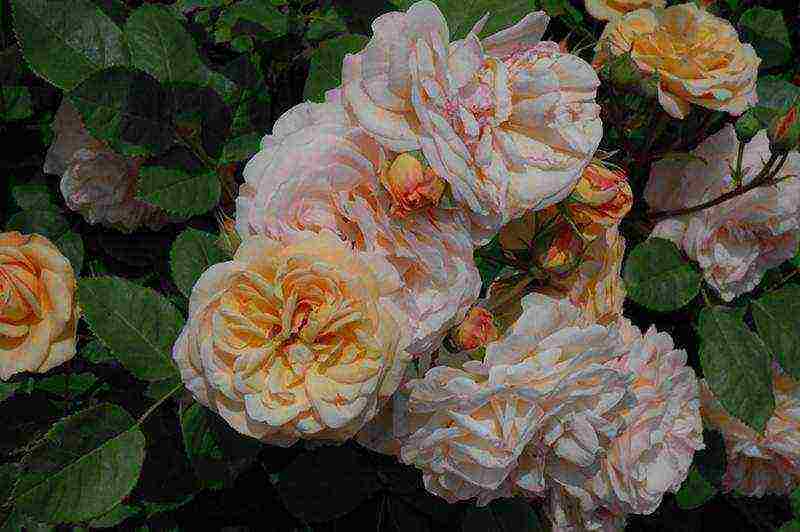 the best varieties of ostinka roses