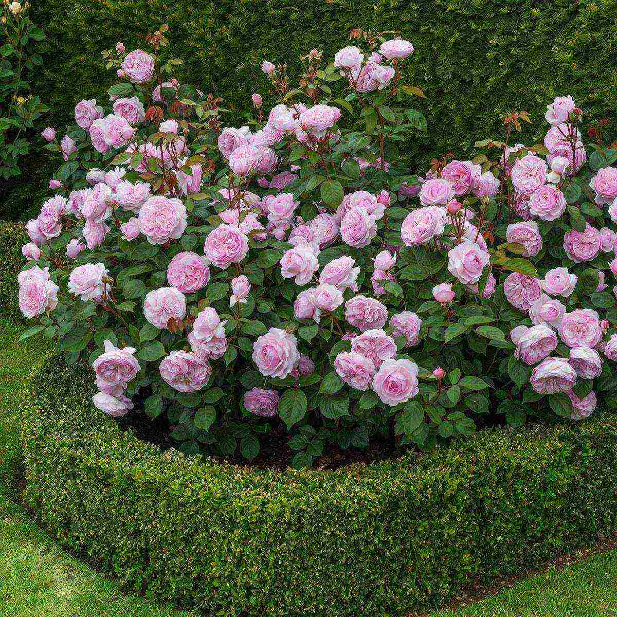 the best varieties of ostinka roses