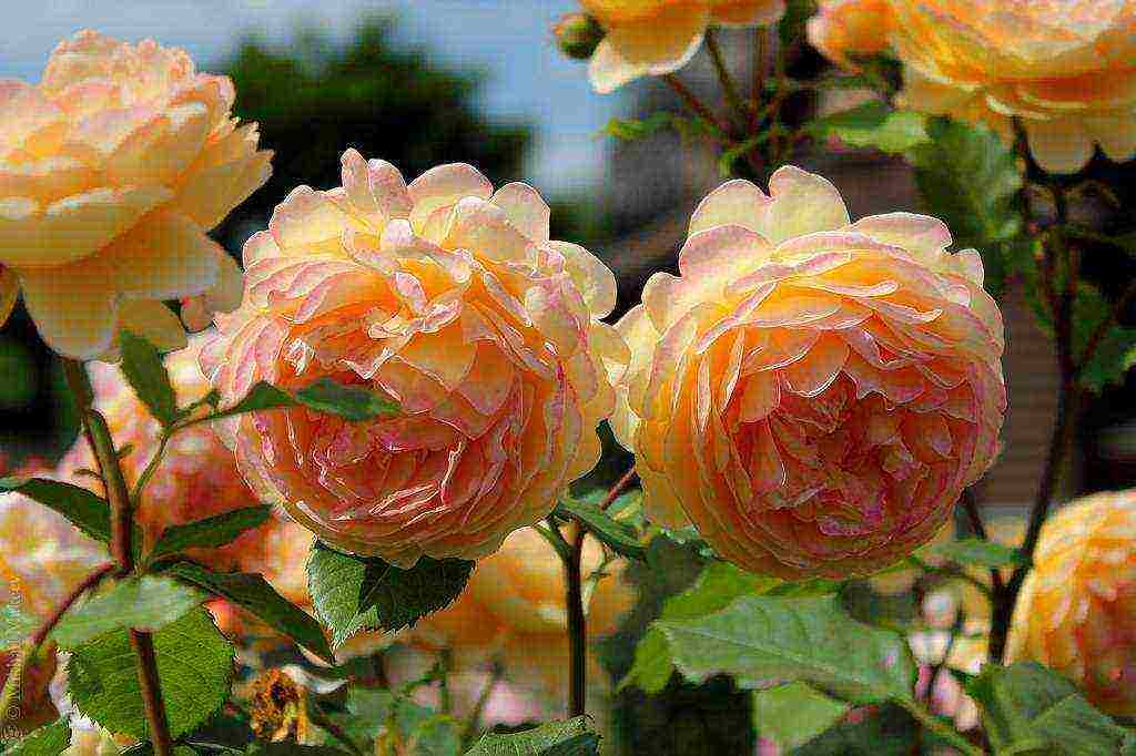 the best varieties of ostinka roses