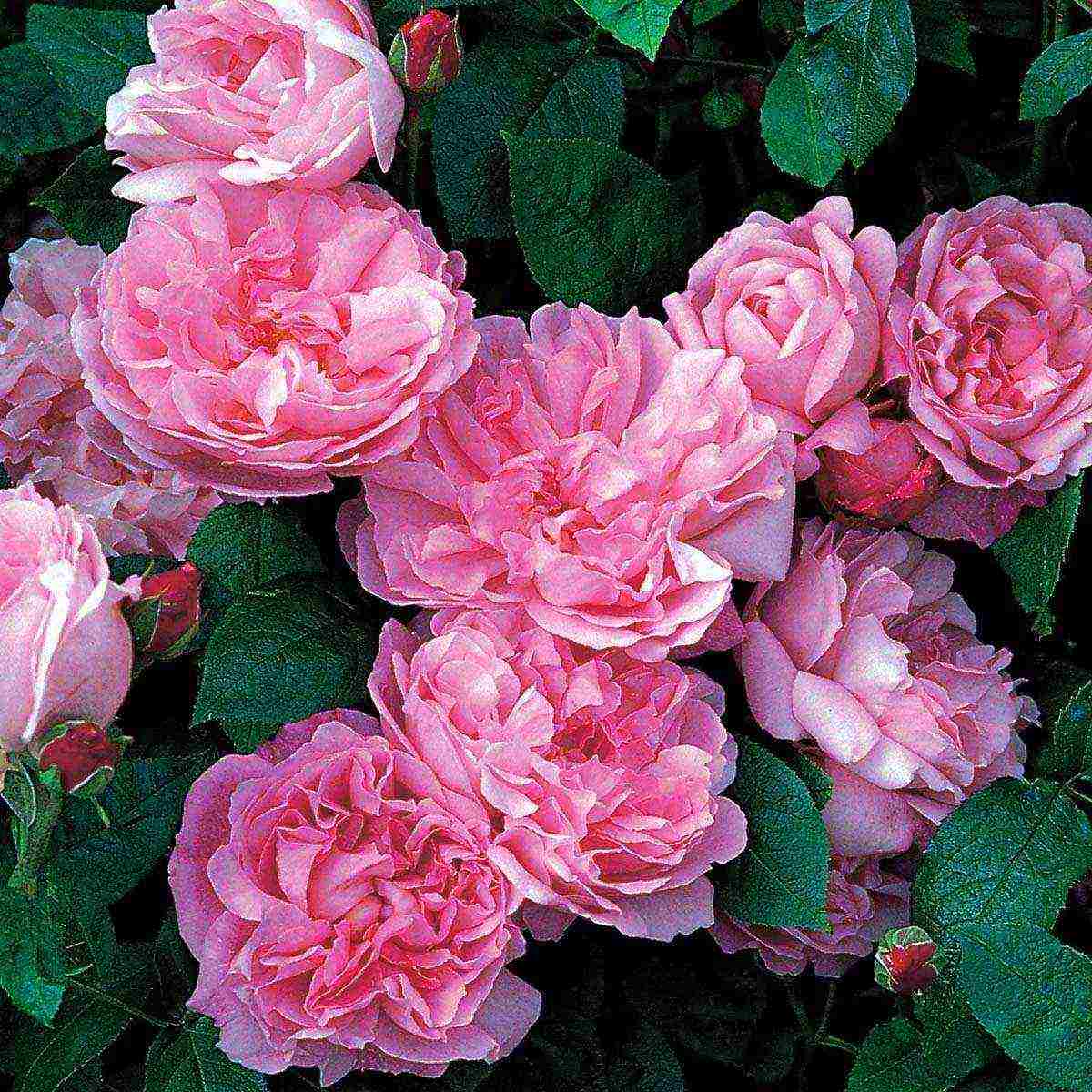 the best varieties of ostinka roses