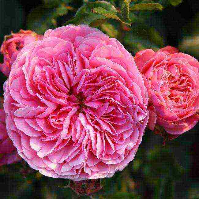 the best varieties of ostinka roses