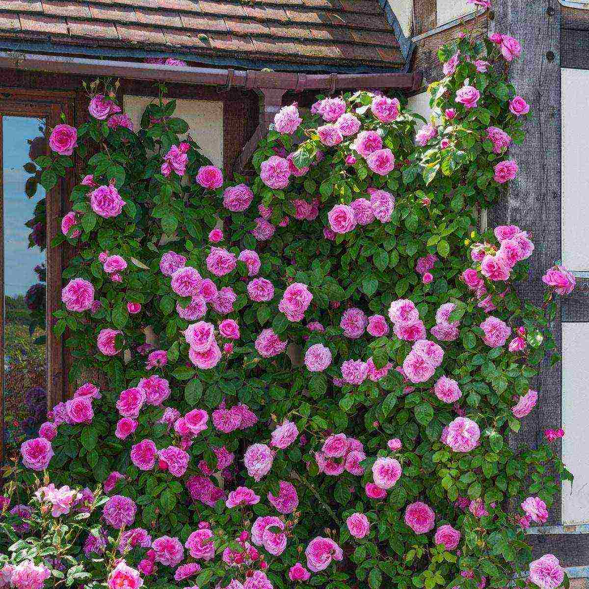 the best varieties of ostinka roses