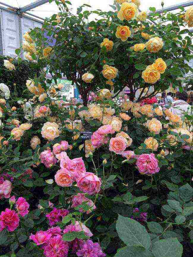 the best varieties of ostinka roses