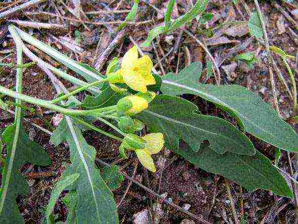 ang pinakamahusay na pagkakaiba-iba ng arugula