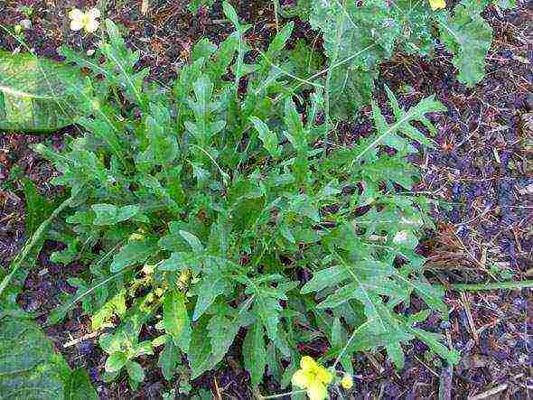 the best varieties of arugula