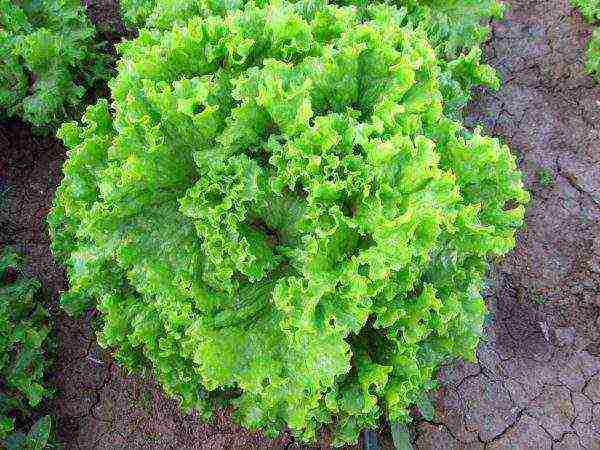 the best varieties of salad