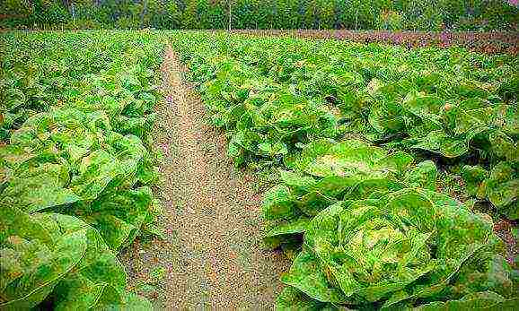 ang pinakamahusay na pagkakaiba-iba ng salad