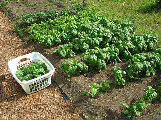 ang pinakamahusay na mga varieties ng spinach