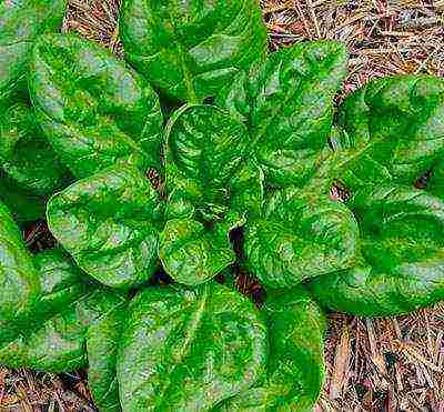 the best spinach varieties
