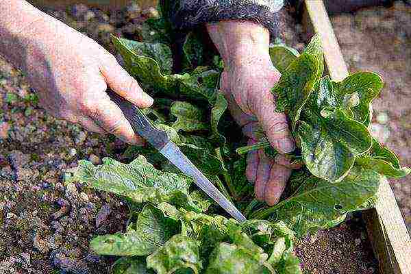 ang pinakamahusay na mga varieties ng spinach