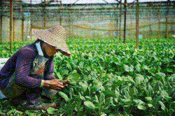 ang pinakamahusay na mga varieties ng spinach