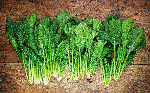 the best spinach varieties