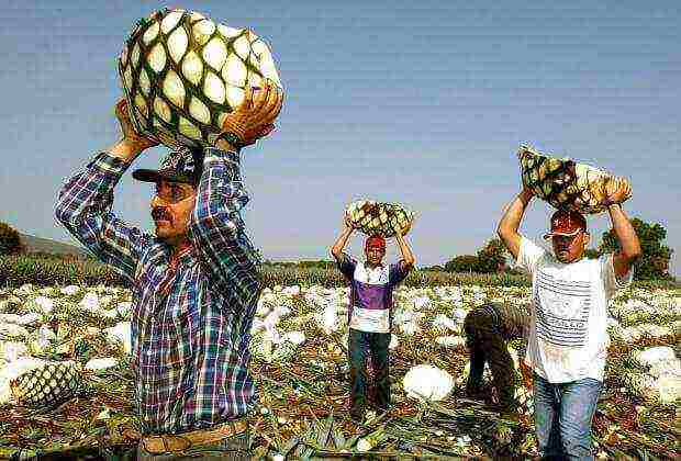 ang pinakamahusay na mga pagkakaiba-iba ng tequila