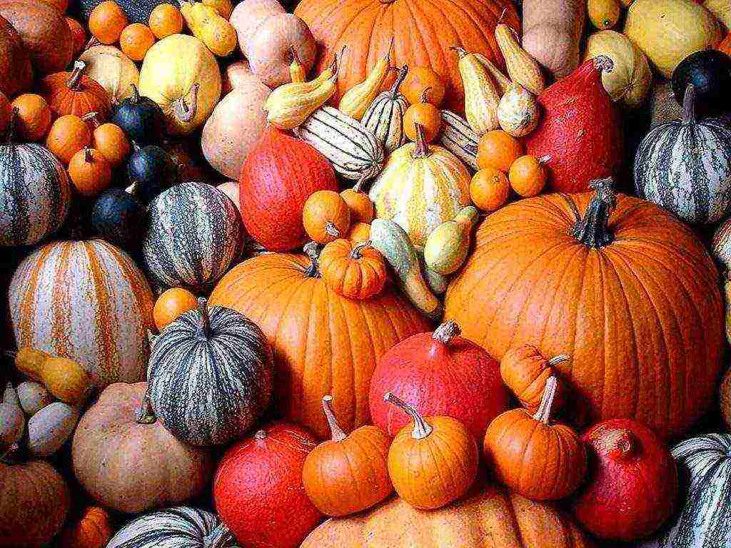 the best pumpkin varieties