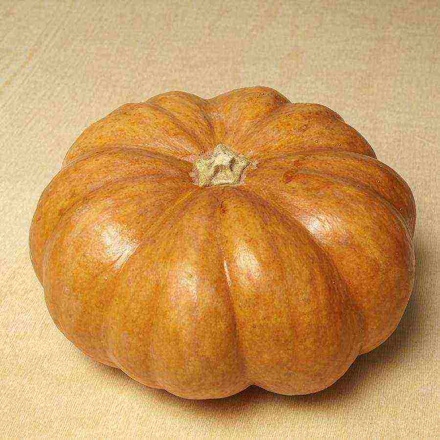 the best pumpkin varieties