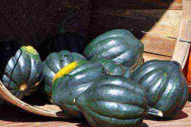 the best pumpkin varieties