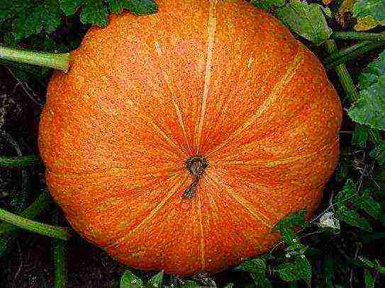 the best pumpkin varieties